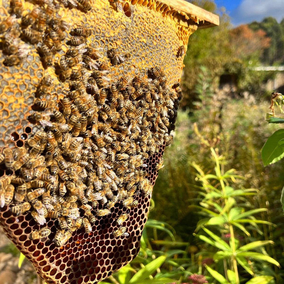 Bienen auf einer Honigwabe in naturnaher Umgebung. Das Bild symbolisiert den Schutz von Bestäubern, Biodiversität und das Engagement für Nachhaltigkeit und Artenvielfalt.